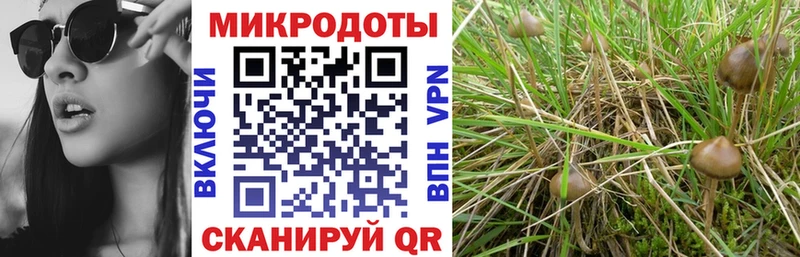 Псилоцибиновые грибы прущие грибы  купить   Кувшиново 